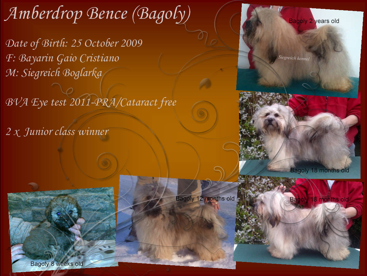 Bichon Havanese males Siegreich kennel